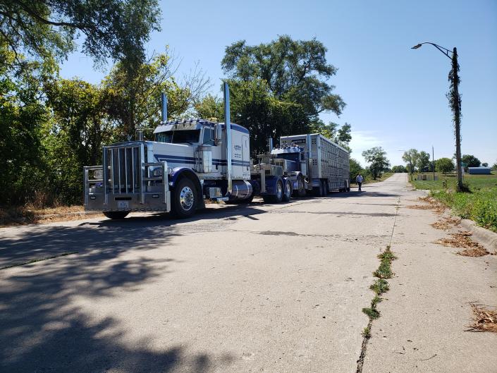 Cattle truck tow
